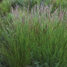 Image result for Aristida diminuta