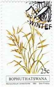 Image result for Monocymbium