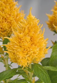 Celosia Plumosa Glorious Yellow H3831 1 Jpg 876 1280