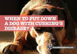 When To Put Down A Dog With Cushing S Disease What I Found Out