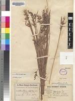 Image result for Scleria globonux