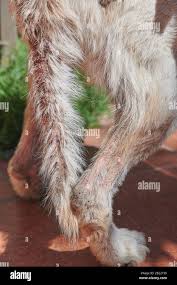 Image result for scabies dogs detail