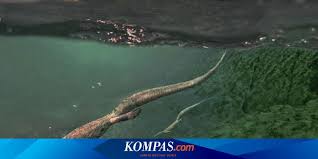 Diy, patrones, ropa de bebe y mucho más para coser. Bukti Baru Reptil Laut Tertua Habiskan Masa Tua Di Daratan