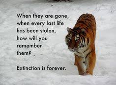 Stop Animal Extinction Quotes Google Search Save The Tiger Save Animals Endangered Animals