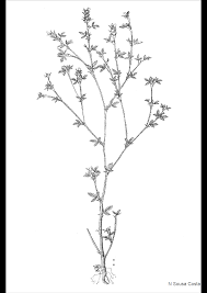 Image result for Stylosanthes fruticosa