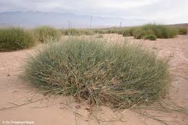 Image result for Panicum adenophorum