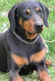 Maybe you would like to learn more about one of these? Montenegrin Mountain Hound Crnogorski Planinski Gonic Dog Dogs Hound Dog Hunting Dogs