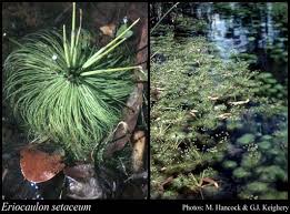 Image result for Eriocaulon setaceum