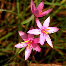 Image result for Hesperantha