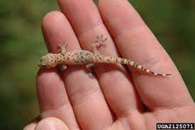 Texas Invasives Gecko Lizard Mediterranean Homes