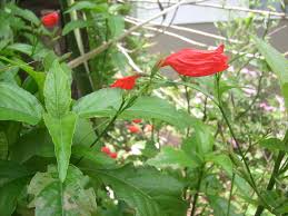 Image result for Ruellia brevifolia