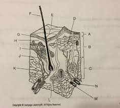Integumentary System Diagram Quizlet
