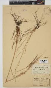 Image result for Pogonarthria