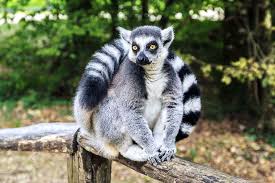 …relatively small ranges are called endemic species. 9 Endemic Species Found In Only One Place In The World