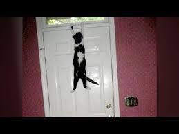 Try Not To Laugh Challenge Funny Cats And Dogs Funny Cats Will Make You Fail This Try Not To Laugh Challenge Funny Cat Videos In 2020 Funny Cat Videos Challenges Funny Funny Cats