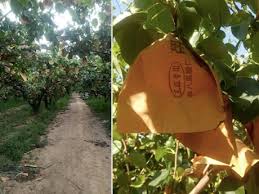 Cherries will have a full harvest even when subjected to a 50% bud kill. China Covering Pear Trees In Pouches Is Complicated By Strong Winds