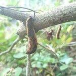 Image result for Androstachys johnsonii