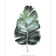 Poster Mural Affiche Feuille De Bananier Aquarelle 40x50cm Feuille De Bananier Feuille Bananier