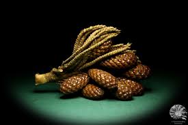 Image result for Raphia farinifera