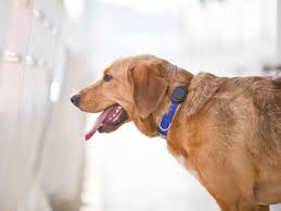 The new consensus is that you need to drink water according to your weight and. 6 Best Dog Activity Trackers The Independent The Independent
