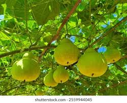 Image result for Lagenaria