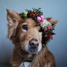 Find images of dog flower. 39 Ideas Flowers Crown Drawing Dog For 2019