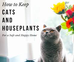 Experiment with terrariums, hanging planters, and tablescapes to elevate your space. How To Choose Cat Friendly Plants For Your House Pethelpful