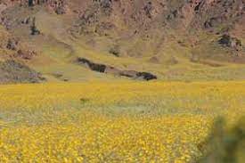 Maybe you would like to learn more about one of these? Death Valley Spring Flowers 2005