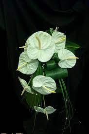 Your resource for anthurium flowers, anthurium plants and anthurium care. Dramatic White Anthurium Bridal Bouquet Cascading Weddings Anthurium Bouquet Bridal Bouquet Flowers Wedding Flowers Tropical Flowers Bouquet