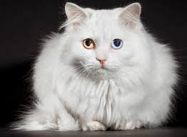 Hasil gambar untuk gambar kucing anggora