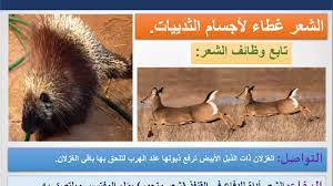 وظائف الشعر في الثدييات