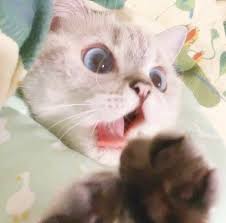 pin oleh cheryl di boss meo kucing bayi kucing cantik bayi hewan