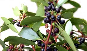 Your Guide To Edible Australian Flora Australian Geographic
