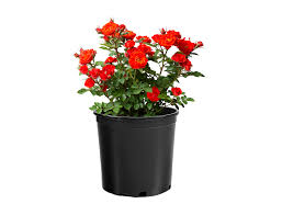 Image result for Autumn Rose 1958 Kelvinator