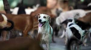 Pet shots express near me. Animal Birth Control Programme Should Be Better Implemented But Its Criticism Misses The Point The Indian Express