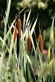 Pond plants make a pond attractive for men and animal. 10 Invasive Pond Plants You Need To Know Mark The Pond Guy