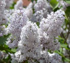 Maybe you would like to learn more about one of these? Lilac Umass Amherst Greenhouse Crops And Floriculture Program