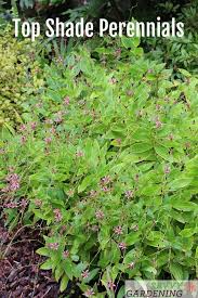 Many of these plants in this guide are options that i have growing in my garden right now, so let's take a look at some of the hardy perennials that could make your garden complete. Pin On Savvy Gardening