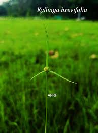 Image result for Toddalia crenulata