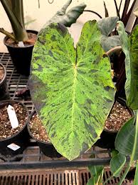 Image result for Colocasia