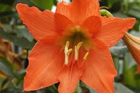 Comment planter vos bulbes d'amaryllis ? Amaryllis Espace Pour La Vie