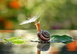 Reproduction in whole or in part, or translation. Solo Un Caracol Ucraniano Con Paraguas Estas Sensacionales Fotografias Han Sido Tomadas Por Vyacheslav Mishchenko En Berdychiv U Snail Beauty Animals Animals