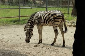 Image result for bd national zoo