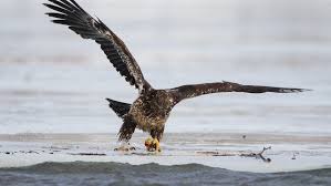 الطيور فى خطر مصور يوثق لحظة انقضاض نسر على فريسة زائفة صور Immature Bald Eagle Bald Eagle Modern Birds