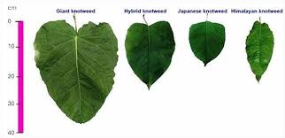 It can be controlled via herbicide treatment or fully removed. Japanese Knotweed People And Nature