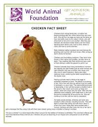They have a loud, almost laughing quack. Chicken Fact Sheet World Animal Foundation