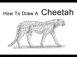 Online free to print images & pdf. How To Draw A Cheetah Youtube