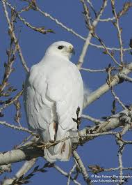 Black And White Hawk Eagle Facts Photos From Rob Palmer Photography S Post Rob Palmer Photography Birds Of Prey Pet Birds Beautiful Birds