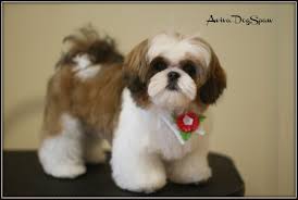 What are the cutest shih tzu haircuts? Pin On Shih Tzus