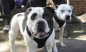 Maybe you would like to learn more about one of these? Homeward Bound To Limit Hours Services Effective Monday Camden County Nj